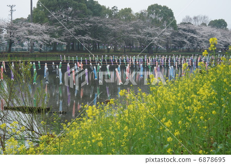 Tatebayashi的櫻花和鯉魚飄帶 Tatebayashi的櫻花和鯉魚飄帶 6878695
