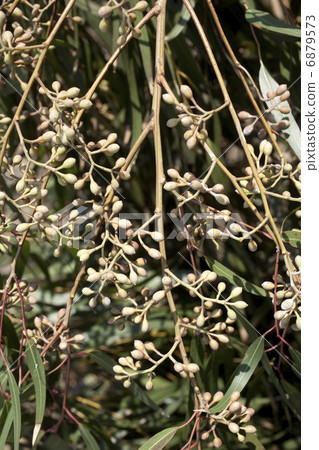 Fruit of lemon eucalyptus 6879573