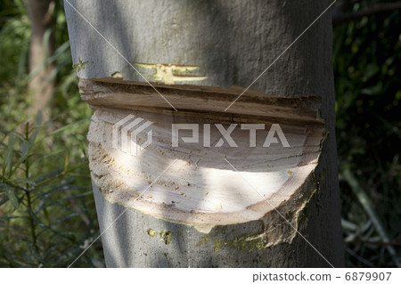 Logging of trees 6879907