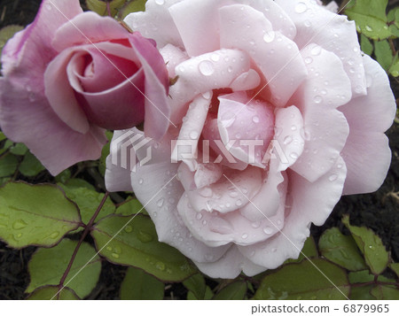 rose	 6879965