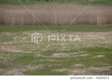 宇治河的Reihara 宇治河的Reihara 6880052