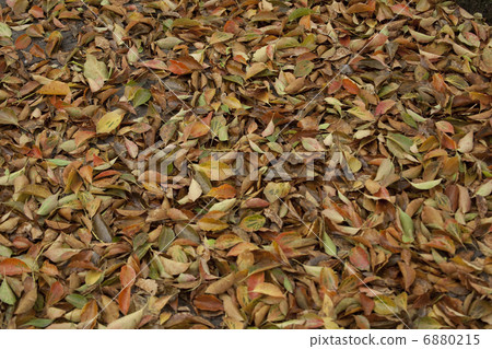 Dead leaves 6880215