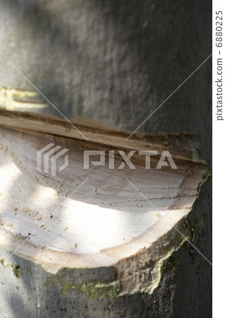 Logging of trees 6880225