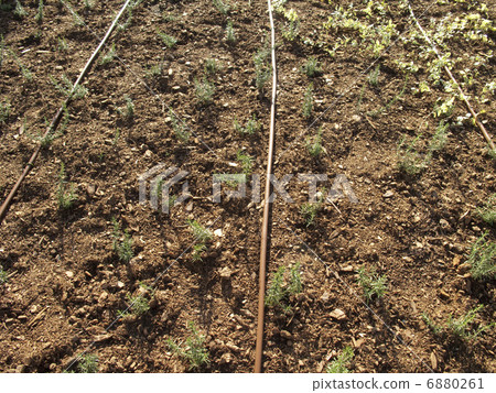 Automatic watering hose on flower bed Automatic watering hose on flower bed 6880261