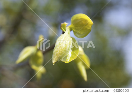 Persimmon sprouts 6880603