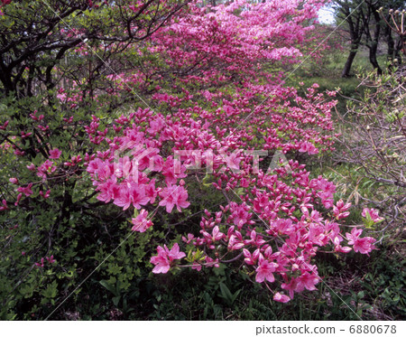 山杜鵑花 山杜鵑花 6880678