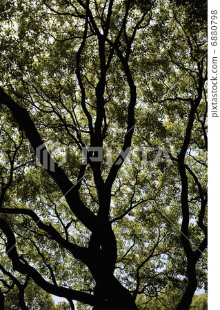 Beech Tree Beech Tree 6880798