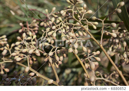 Fruit of lemon eucalyptus 6880852