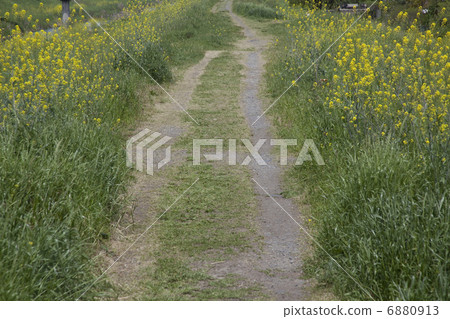 Rape blossoms 6880913