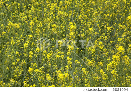 強姦開花 強姦開花 6881094