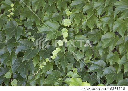 Ivy Ivy 6881118