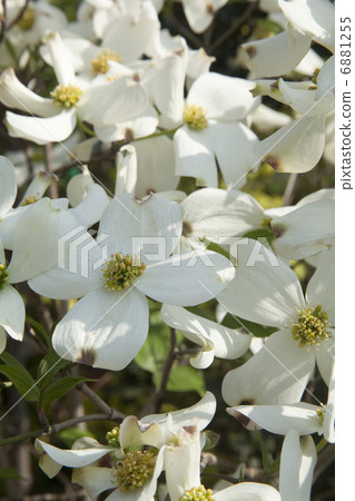 Dogwood 6881255