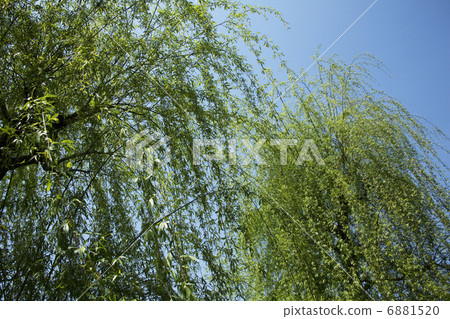 willow willow 6881520