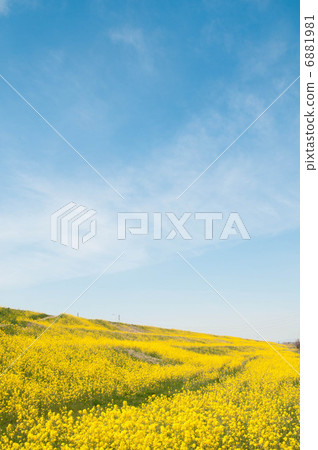 Rape blossoms and blue sky 6881981