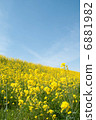 Rape blossoms and blue sky 6881982
