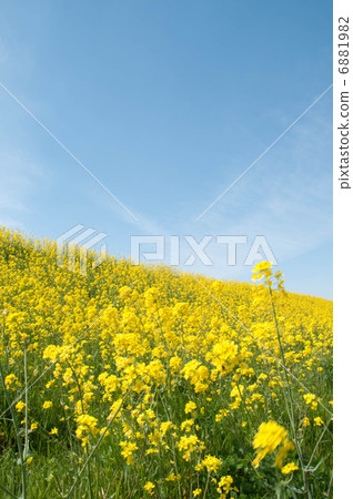 油菜花和藍天 6881982