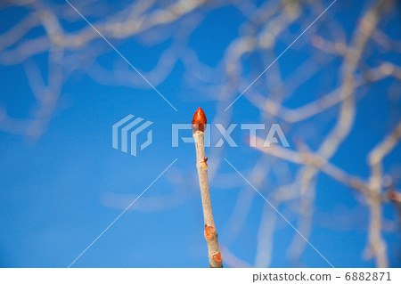 Tree buds 6882871