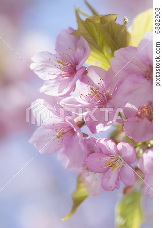Kawazuzakura in full bloom 6882908