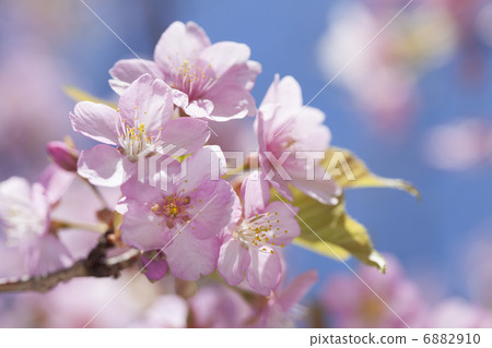 Kawazuzakura in full bloom 6882910