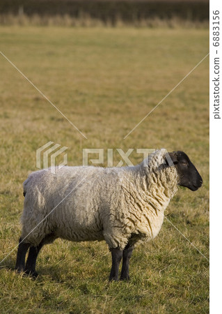 Black Faced Sheep In Profile 6883156
