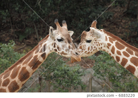 Devotion Devotion 6883220