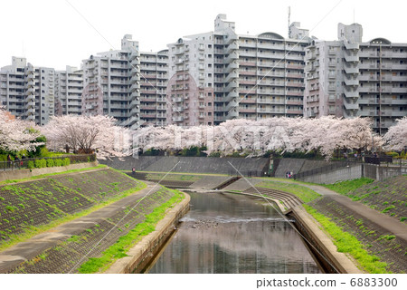 柏市的櫻花樹(神奈川縣橫濱市戶塚區和部町) 柏市的櫻花樹(神奈川縣橫濱市戶塚區和部町) 6883300