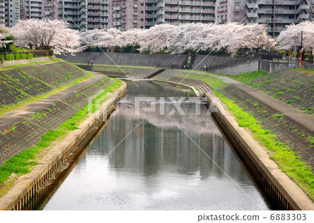 櫻花樹在柏市河 櫻花樹在柏市河 6883303