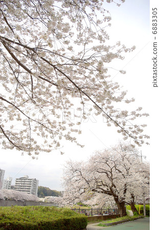 柏市的櫻花樹(神奈川縣橫濱市戶塚區和部町) 柏市的櫻花樹(神奈川縣橫濱市戶塚區和部町) 6883305
