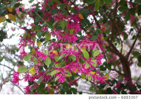 Safflower Tokiwakamakan flower 6883307