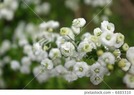White flower of a sagebird White flower of a sagebird 6883310