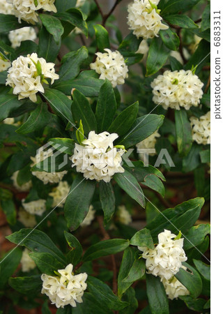 White dawn flower White dawn flower 6883311