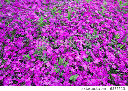 Moss phlox Moss phlox 6883313