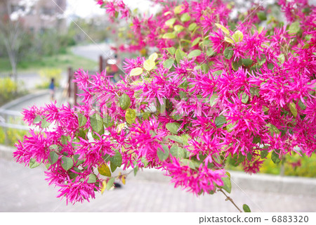 Safflower Tokiwakamakan flower Safflower Tokiwakamakan flower 6883320