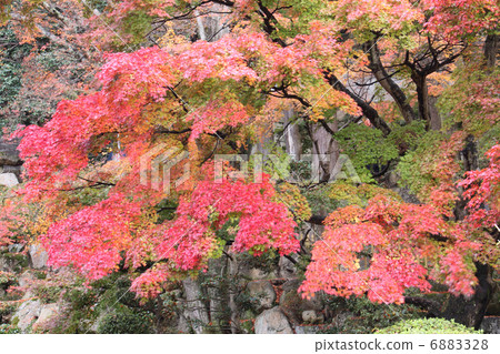 Autumn Shikoku Buddha 88th Ticket "Okuboji" Autumn leaves in front of the hut 6883328