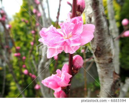 Hanamomo粉紅色的花閃亮的手桃 6883394