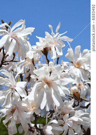 Kobushi in full bloom 6883492