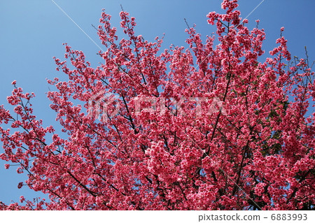 Scarlet cold cherry blossoms of the Permanent Bridge 6883993