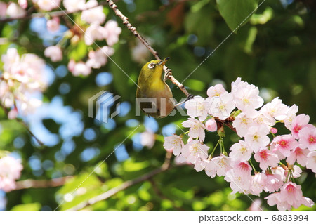 White-eye and cherry 6883994
