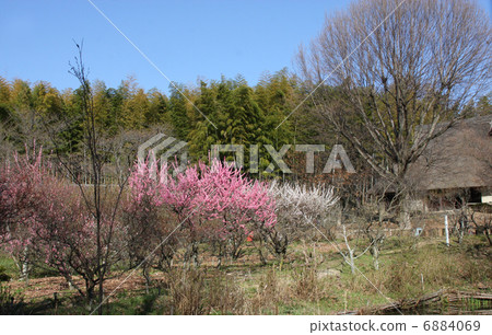 Plum and rural landscape Plum and rural landscape 6884069