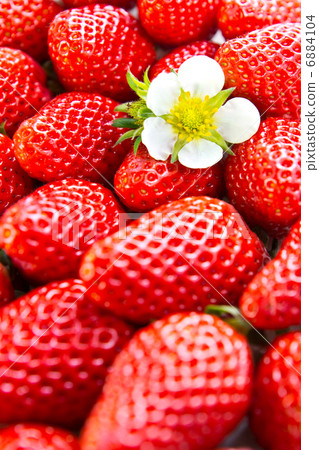 草莓 6884104