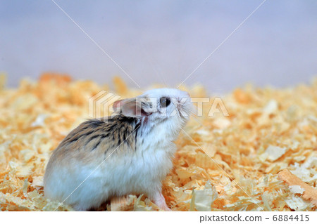 Roborovsky hamster 6884415