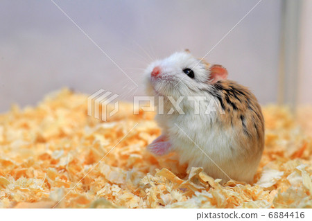 Roborovsky hamster 6884416