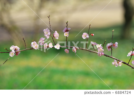 杏子 杏子 6884724