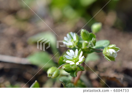 繁縷 6884733
