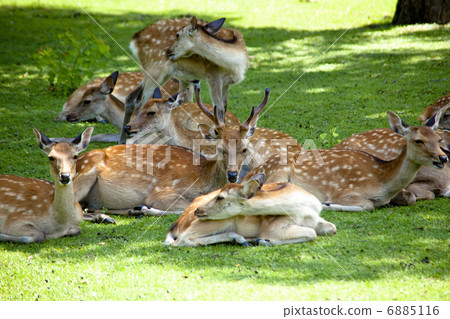 奈良公園的鹿 奈良公園的鹿 6885116