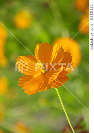  黃波斯菊 6885122