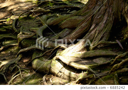 Tree root Tree root 6885242