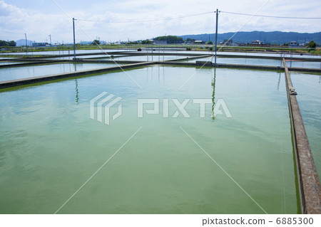 Gold fish culture pond 6885300