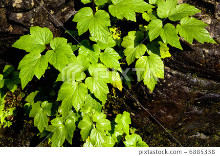 新鮮的綠葉 6885338