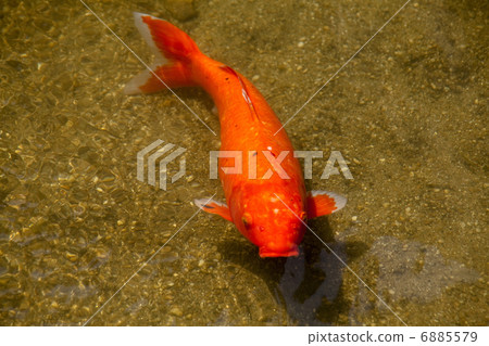 池塘的鯉魚 6885579